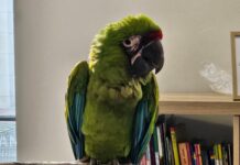 Wystawa kanarków i ptaków egzotycznych w Mysłowicach