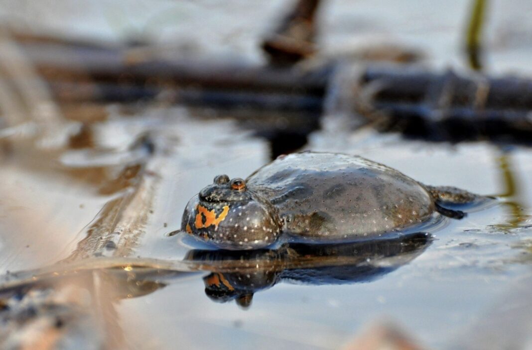 Kumak nizinny fot. www.parkilodzkie.pl