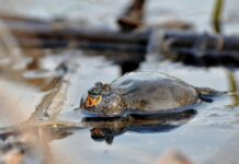 Kumak nizinny fot. www.parkilodzkie.pl