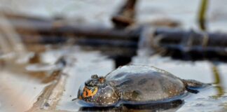 Kumak nizinny fot. www.parkilodzkie.pl