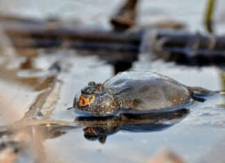 Kumak nizinny fot. www.parkilodzkie.pl