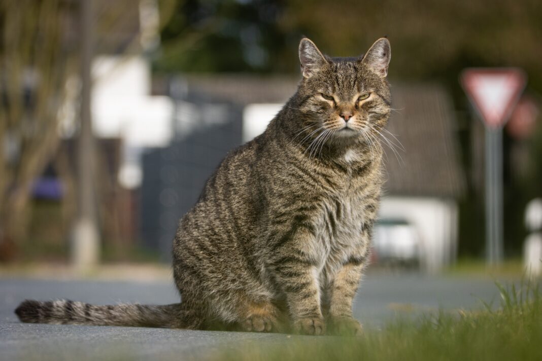wzdigiphoto-cat-6696280