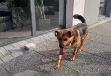 Pies znaleziony przy ul. Obrzeżnej Północnej. Czeka na właściciela