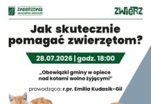 Bezpłatne szkolenie online na temat obowiązków gmin wobec kotów wolno żyjących